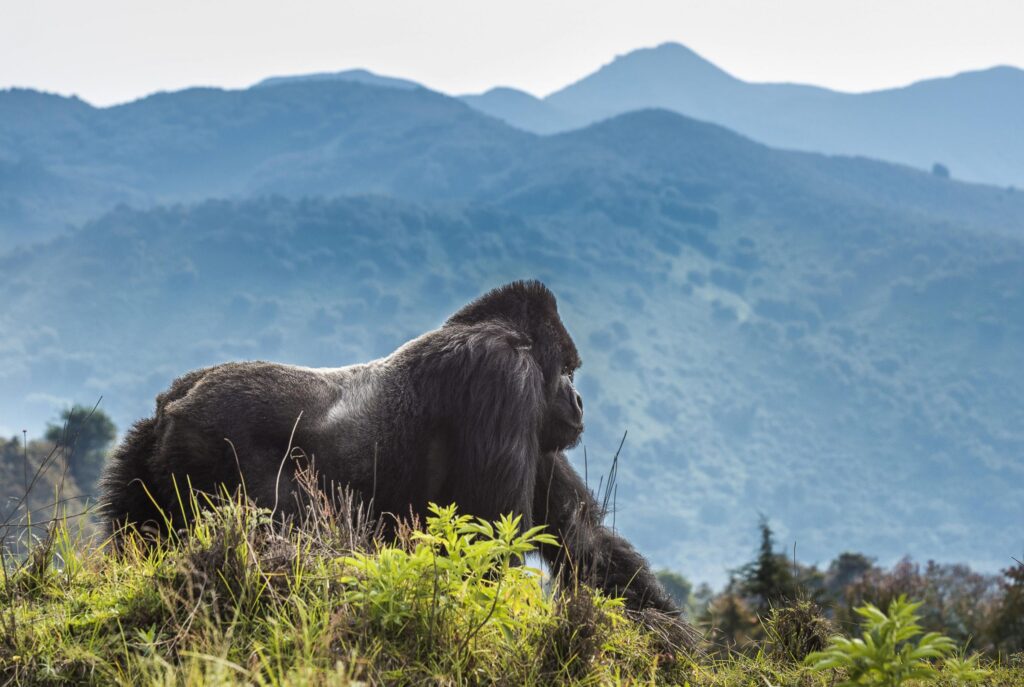 Volcanoes-National-Park
