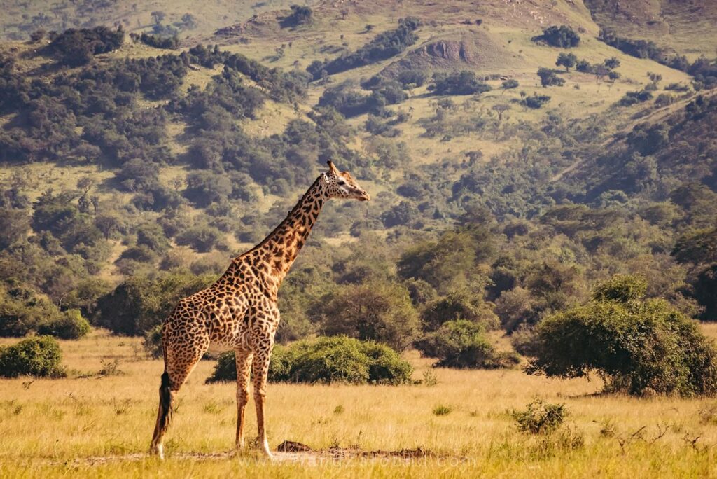 136_HandZaround_Akagera_African_Parks_Rwanda_East_Africa (1)