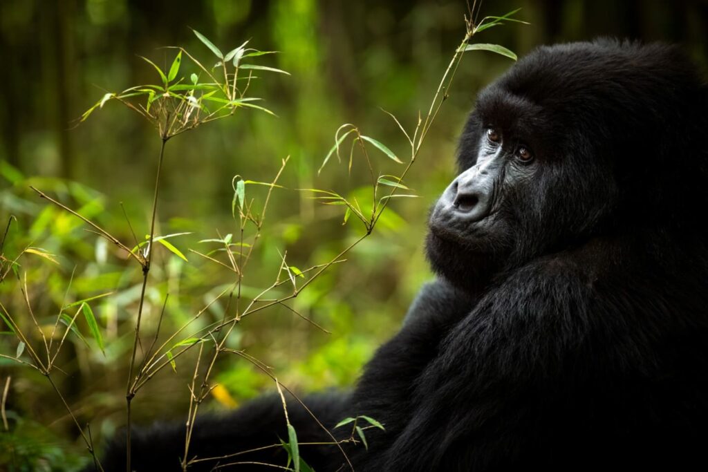 Gorilla-Trekking-bisoke-volcanoes-national-park-RWanda (1)